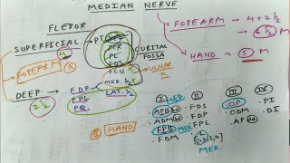 Median Nerve  1  Branches in Forearm Superficial Flexor Muscles and Hand FPB APB OP L [upl. by Rosenthal]