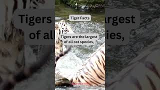 tiger facts 1 [upl. by Lebiram]