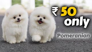 50 rs Pomeranian  Cheapest Price Pomeranian Puppies for Sale 🐶  Free Home Delivery 🏡🚚 [upl. by Conlin]