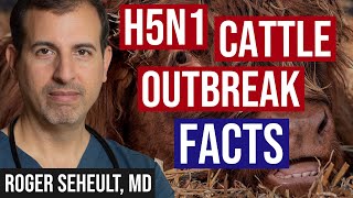 H5N1 Cattle Outbreak Background and Currently Known Facts [upl. by Dunston]