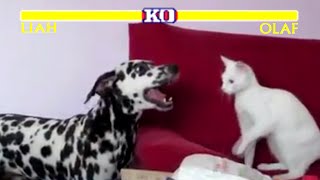 Giant Maze Kitten Cat vs Puppy Dog Challenge  Who Will Win [upl. by Kletter798]