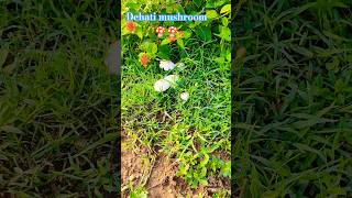 dehati mushroom 🍄 mushroom kaisa hota haishort viralvideo trending [upl. by Litsyrk]