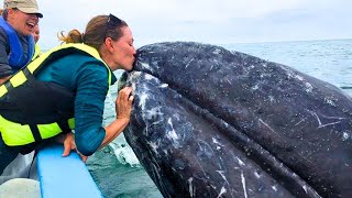 8 Whale Encounters Thatll Brighten Your Day [upl. by Allcot640]