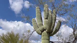 🌵Saguaro of the Day🌵 A HEART FULL OF SPIKES 💜 in a Sahuarita Lot Near The Hospital 💪👨‍⚕️🏥 [upl. by Bergstein]