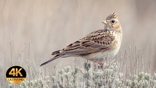 Skylark Alauda arvensis Singing birds 4K Ultra HD [upl. by Niarb]