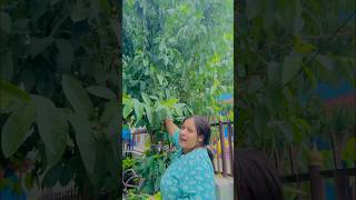 Mero garden tour youtubeshorts apssaragautam funny garden [upl. by Karla]