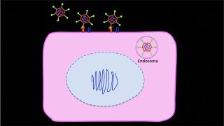 Replicación de Adenovirus de la Queratoconjuntivitis Epidémica Centro de Oftalmología Bonafonte [upl. by Rosalia293]