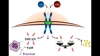 TPO Receptor AgonistsEltrombopagDr Pradeep Rangappa [upl. by Avehstab]