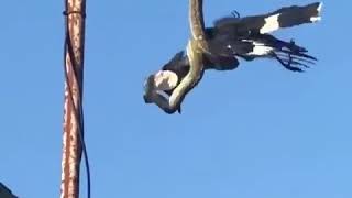 A currawong vs carpet python in Kingscliff Australia [upl. by Ettegroeg246]