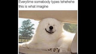 Awesome doggo memes 4 [upl. by Toms]