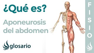 APONEUROSIS del ABDOMEN  Qué es planos ubicación y función [upl. by Della]