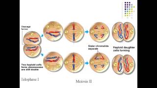 Meiosis and sexual life cycles [upl. by Virnelli]