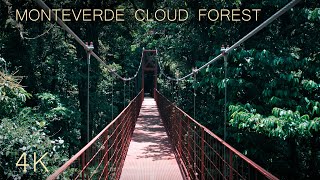 Exploring a rare sacred forest  Monteverde Cloud Forest Costa Rica  4K ASMR [upl. by Nitsu]