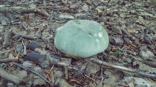 Russula virescens gibelurdina [upl. by Nnylekoorb]