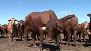 Feedlot Nutrition [upl. by O'Hara]