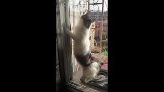 قط ماهر في اصطياد الحشرات👻vidéo de chat à mourir de rire🙀funny cat reactionanimals compilation😹4K [upl. by Tenn525]