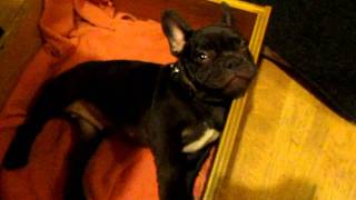 Frog Frenchie Fun French Bulldog Puppy Argues Bedtime [upl. by Pump]