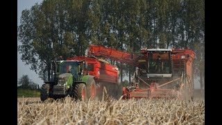 Loonbedrijf van Hal met Dewulf aardappel rooier bij Groep Waes  Waterlandkerkje [upl. by Nnyladnarb]