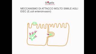 CORSO DI MICROBIOLOGIA ALIMENTARE  LEZIONE 13  Shigella  Helicobacter pylori e patogenicità [upl. by Alper]