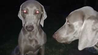 Weimaraners having an argument [upl. by Anitsirt]