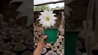 echinopsis subdenudata [upl. by Foushee457]