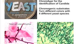 MYCOLOGY PART 2 [upl. by Olag]