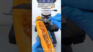 Pumpkin Under The Microscopethistechnology shorts microscope mrbeast facts viral [upl. by Saideman230]