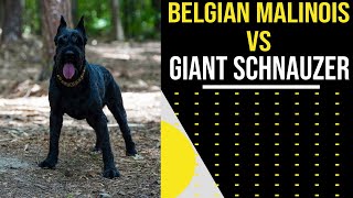 Belgian Malinois vs Giant Schnauzer [upl. by Ahsrats]