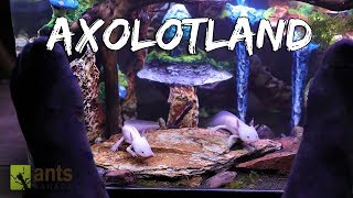 Axolotland  The Cutest Creatures Youve Ever Seen [upl. by Nylareg]