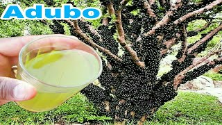 Esse adubo fantástico faz seu pé de jabuticaba florir e produzir [upl. by Yhprum]