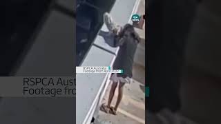 Woman sentenced after confessing to throwing her dog off a multistorey car park australia dog [upl. by Giusto]