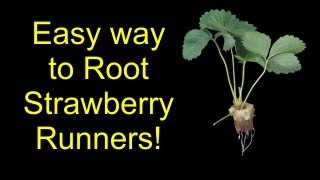 How To Root Strawberries For Hydroponics Aquaponics Or Soil  The SleestaksRule Method [upl. by Eugor]