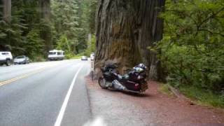 Oregon Coast Redwood Forest Ride [upl. by Eikcaj]