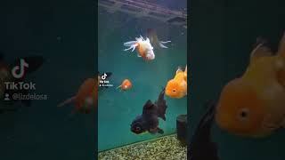 Oranda Goldfish with dropsy [upl. by Maurilia]