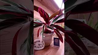 bottom watering time lapse plantstimelapse plants indoorplants bottomwatering calathea [upl. by Sucitivel]