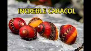 Reglas de oro Para tener Caracoles en tu Acuario neritinas [upl. by Torto654]