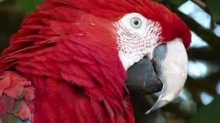 Talking Green Winged Macaw [upl. by Liddie]