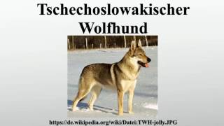 Tschechoslowakischer Wolfhund [upl. by Photima]