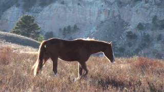 Imagine A Place  The Black Hills Wild Horse Sanctuary [upl. by Pogue]