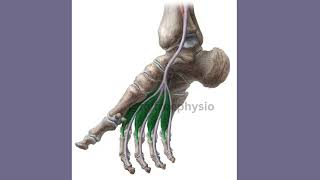 lower limb 🦵 foot  easy to learn [upl. by Ayrolg]