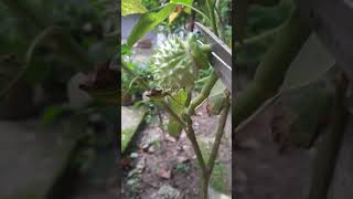 Poisonous Stramonium fruit cutting [upl. by Nagn]