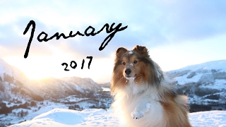 Hiking in Norway │Luca the Sheltie [upl. by Annaj]