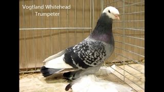 Fancy Pigeon Breeds UZ Rassetauben in Englisch mit UZ [upl. by Anavoj998]