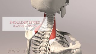 Levator Scapulae Shoulder Series Part 3 3D Animation [upl. by Normand]