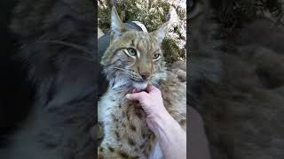 Petting a lynx [upl. by Enehpets]