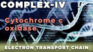 Cytochrome c Oxidase  Complex IV Mitochondria [upl. by Ruamaj]