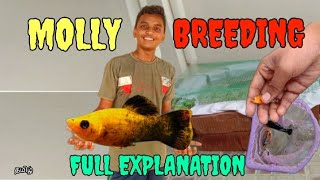 💥MOLLY FISH🐠 BREEDING 💥 FULL EXPLANATION IN TAMIL  MADURAI KAARAN OFFICIAL [upl. by Hoseia]