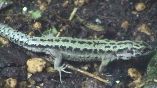 コモチカナヘビ（円山動物園）  Viviparous Lizard [upl. by Monie]