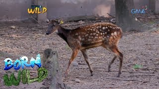 Born to be Wild The endangered Visayan spotted deer [upl. by Janus868]