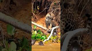 Sea lion want to hunt the cheetah Wildlife wildlifebd WildlifeTrap8988 [upl. by Adleremse928]